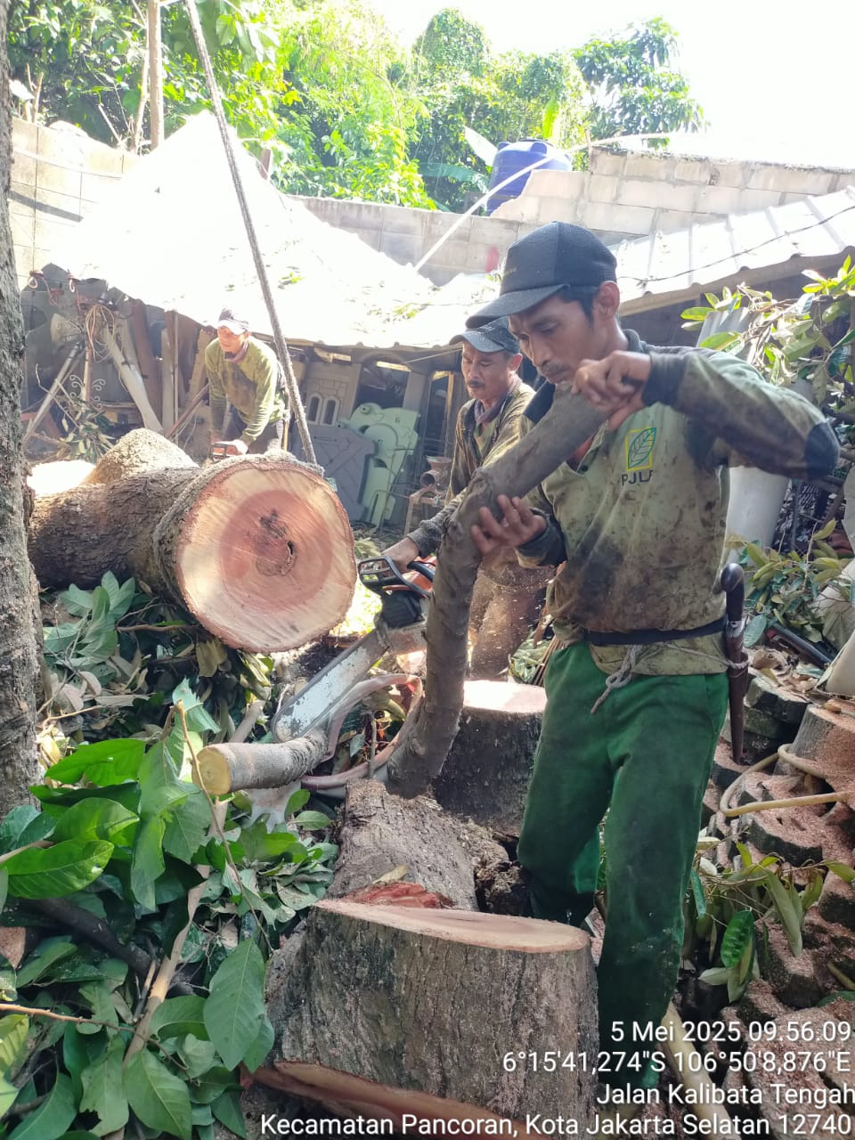 Membersihkan jalan dari pohon tumbang